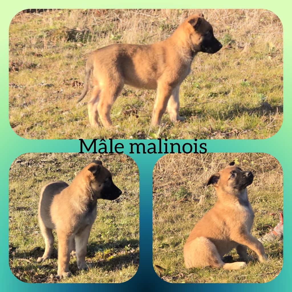 des crocs du vivarais - Chiot disponible  - Berger Belge