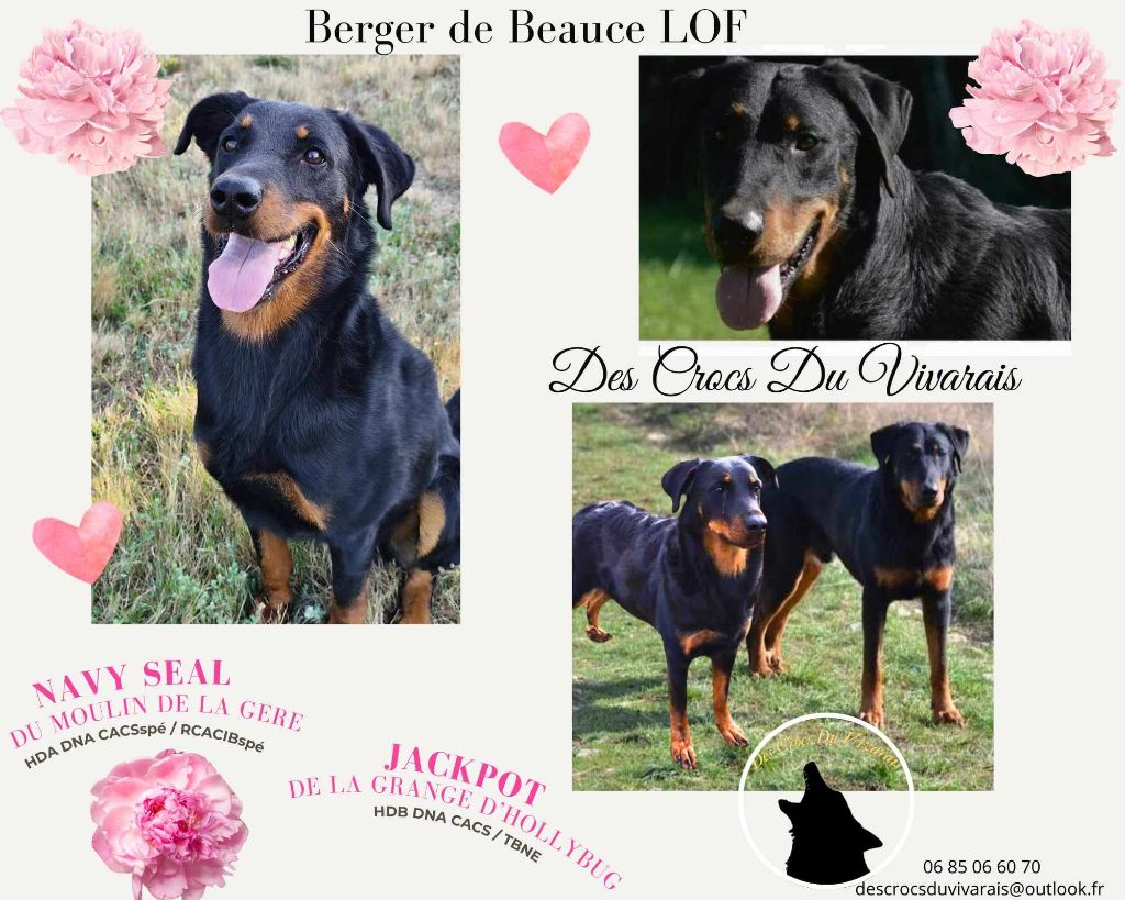 chiot Berger de Beauce des crocs du vivarais