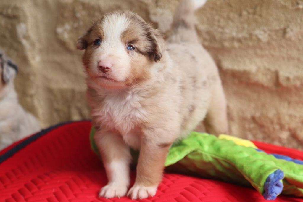 des crocs du vivarais - Chiots disponibles - Berger Américain Miniature 