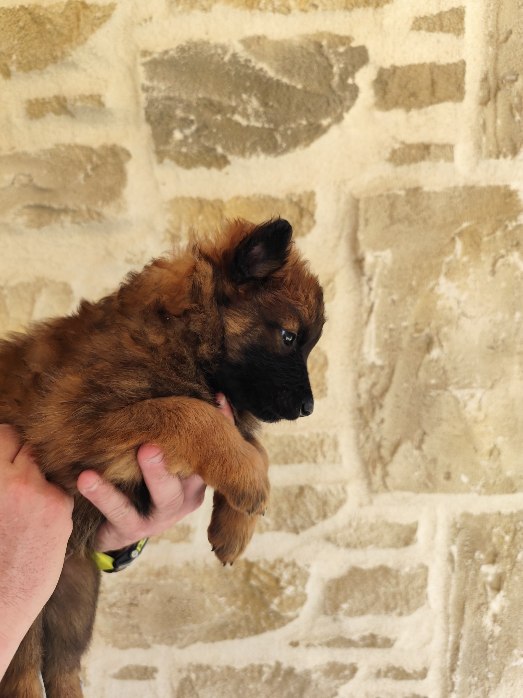 des crocs du vivarais - Chiots disponibles - Berger Belge