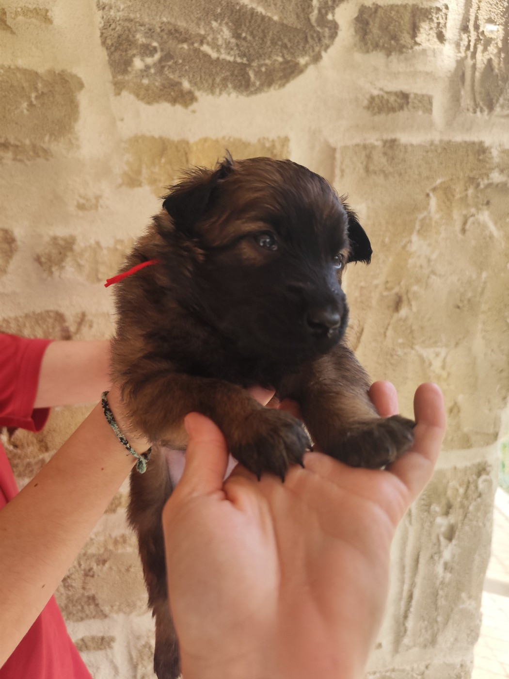 des crocs du vivarais - Chiots disponibles - Berger Belge