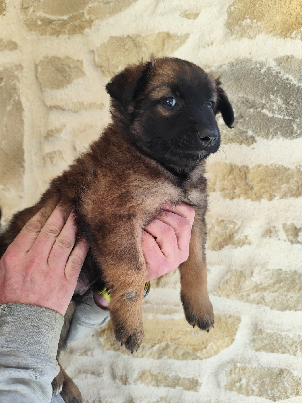 des crocs du vivarais - Chiots disponibles - Berger Belge