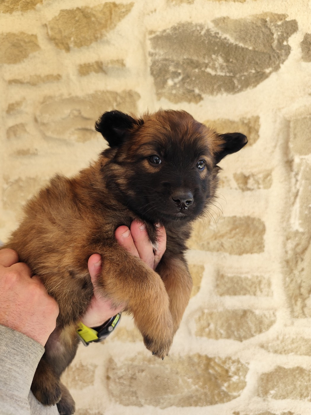 des crocs du vivarais - Chiots disponibles - Berger Belge
