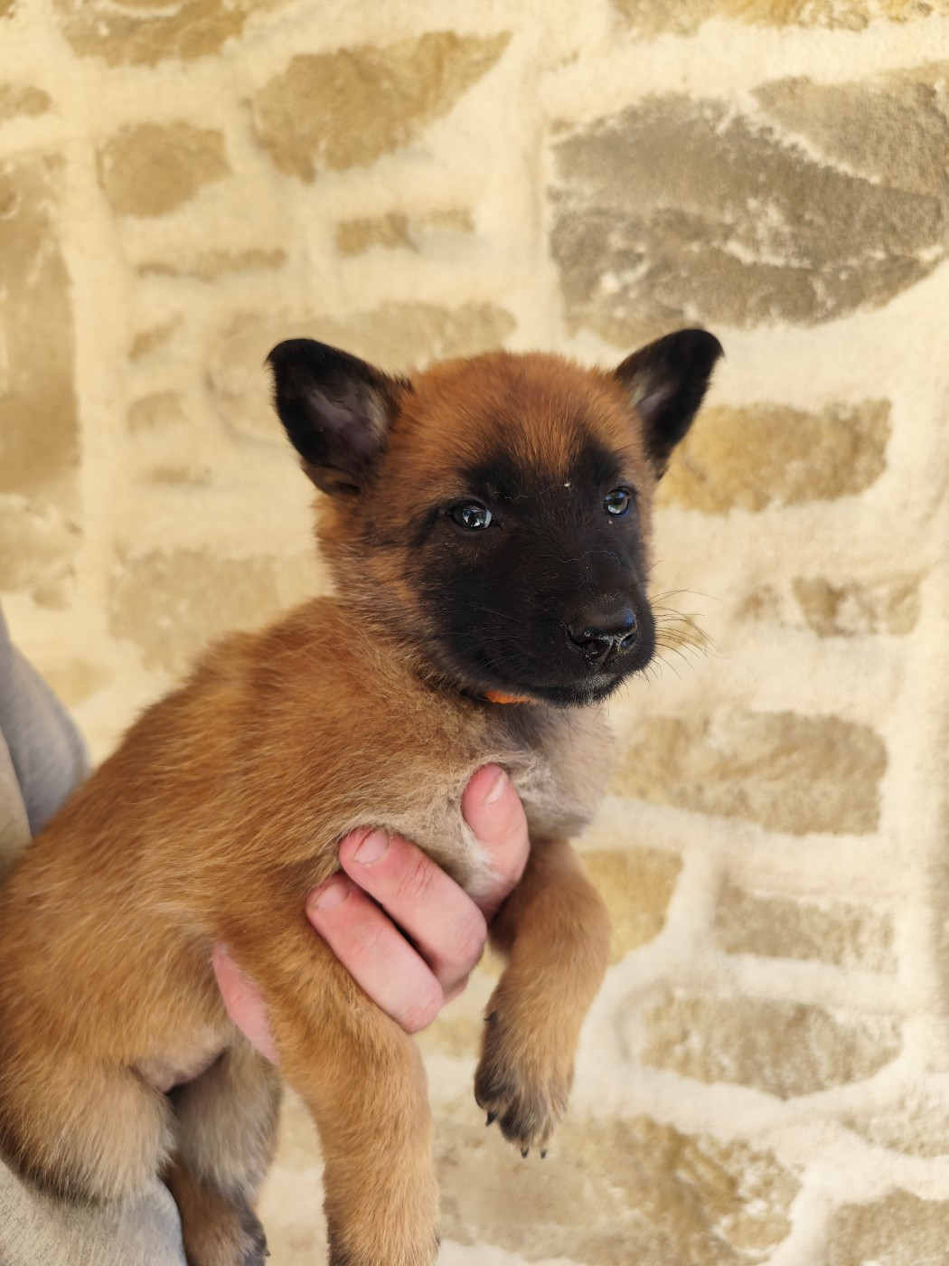 des crocs du vivarais - Chiots disponibles - Berger Belge