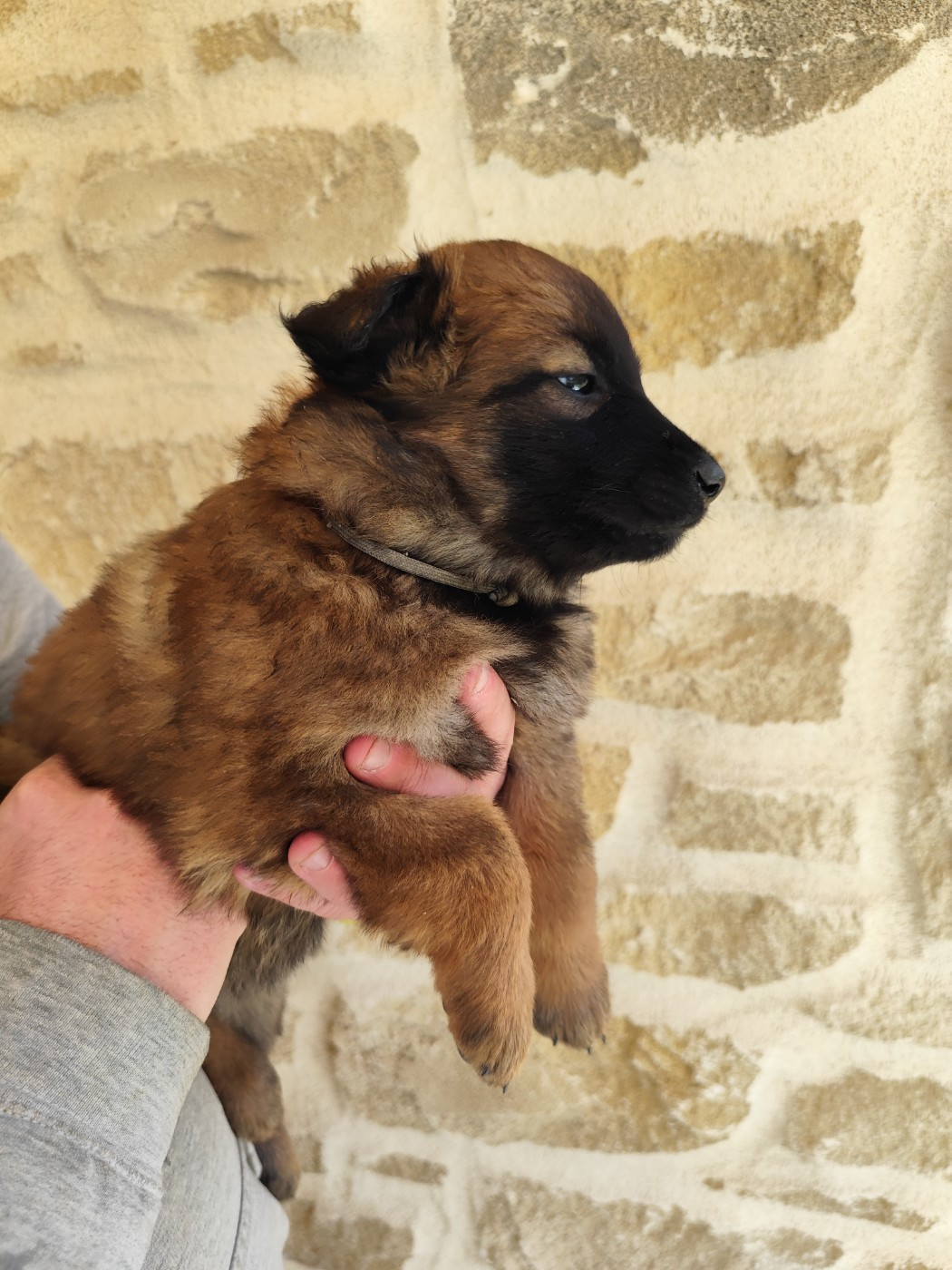 des crocs du vivarais - Chiots disponibles - Berger Belge