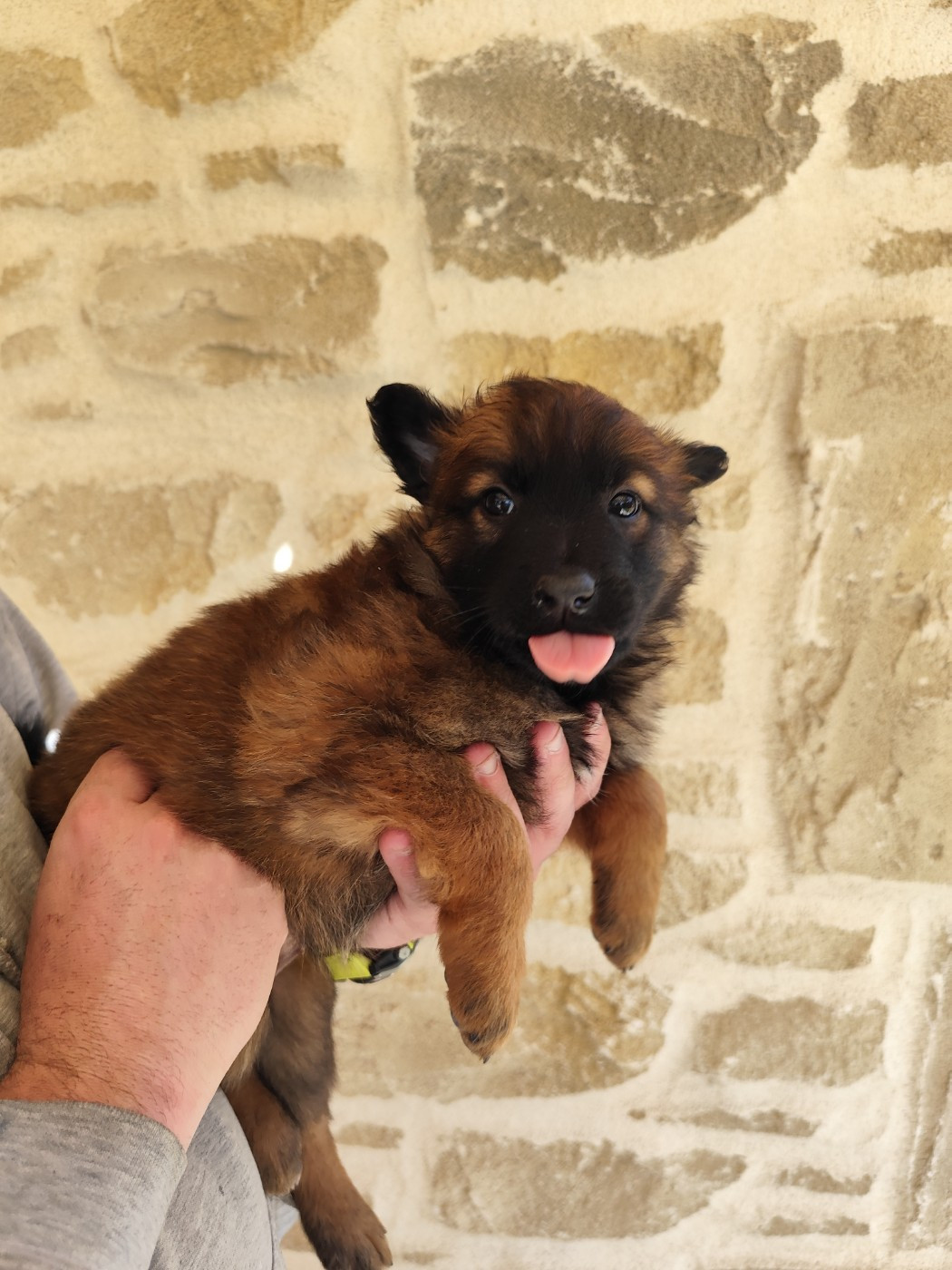 des crocs du vivarais - Chiots disponibles - Berger Belge