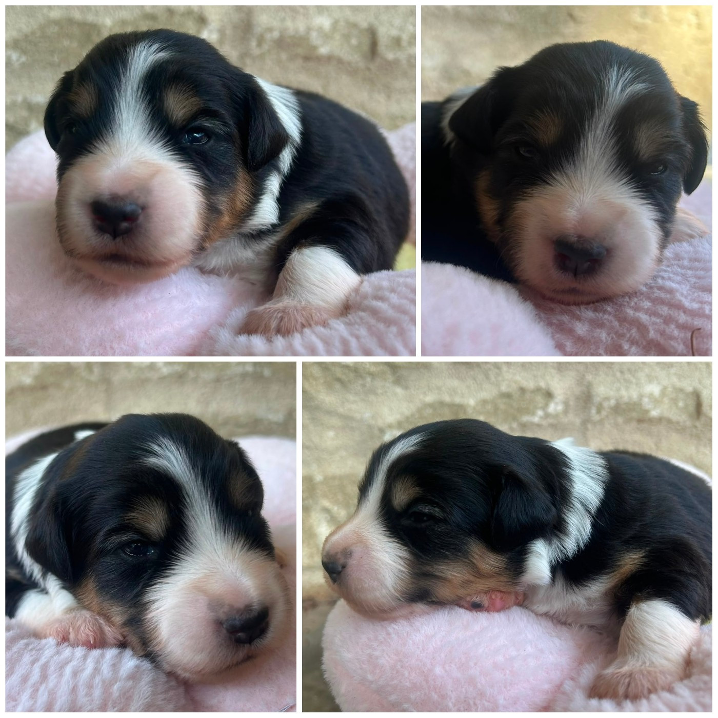 des crocs du vivarais - Chiots disponibles - Berger Américain Miniature 
