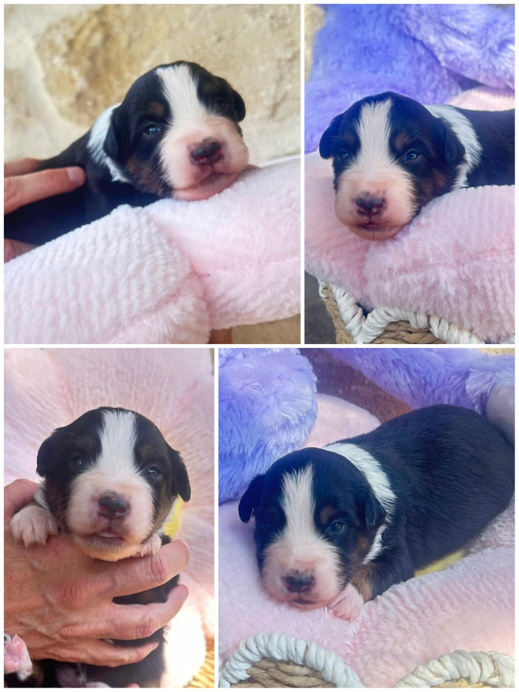 des crocs du vivarais - Chiots disponibles - Berger Américain Miniature 