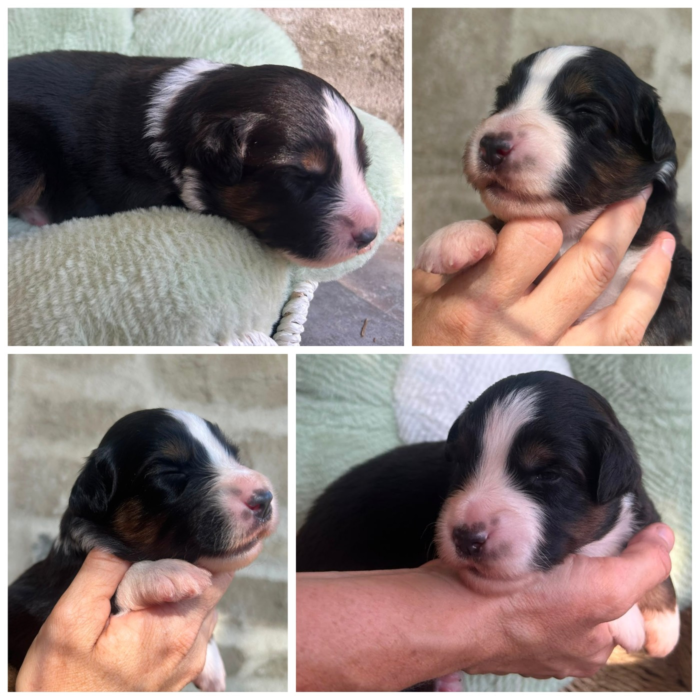 des crocs du vivarais - Chiots disponibles - Berger Américain Miniature 