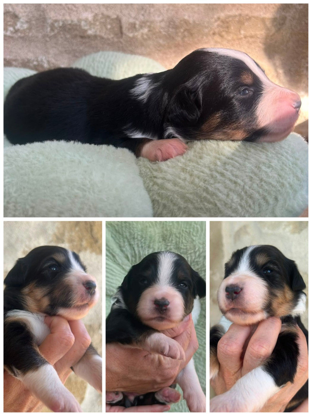 des crocs du vivarais - Chiots disponibles - Berger Américain Miniature 