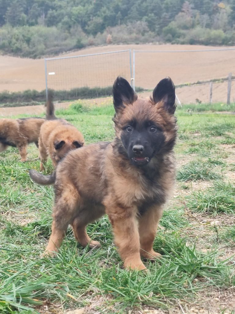des crocs du vivarais - Chiots disponibles - Berger Belge