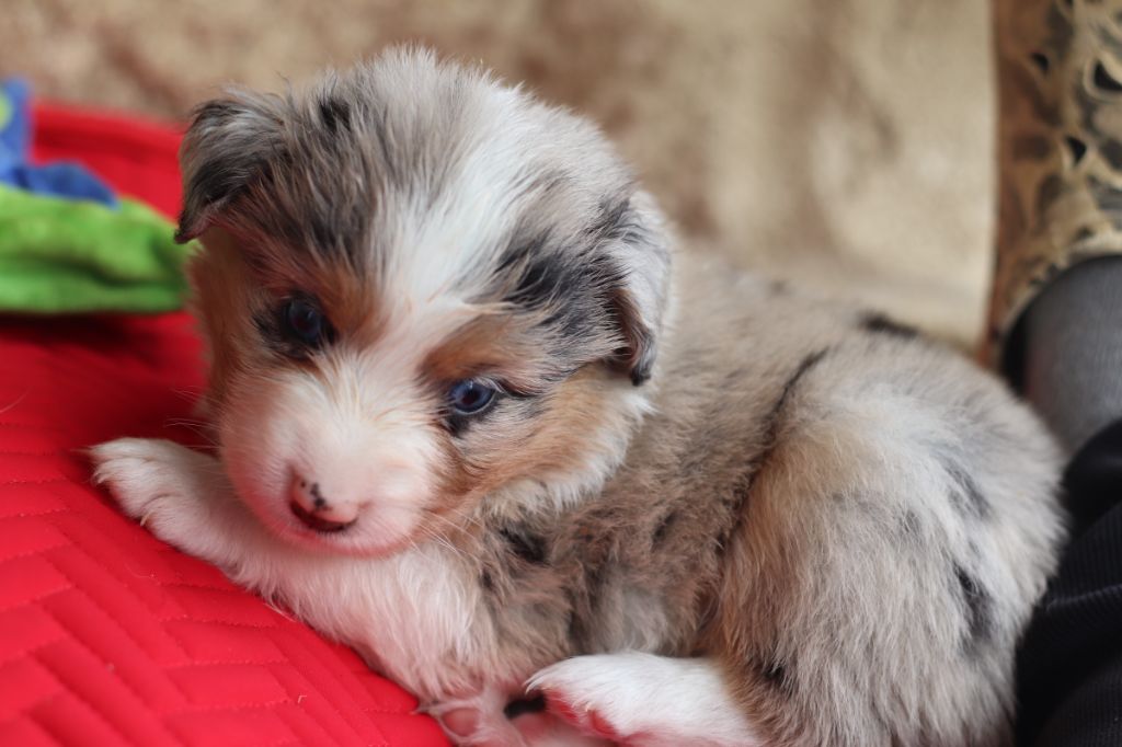 des crocs du vivarais - Chiots disponibles - Berger Américain Miniature 