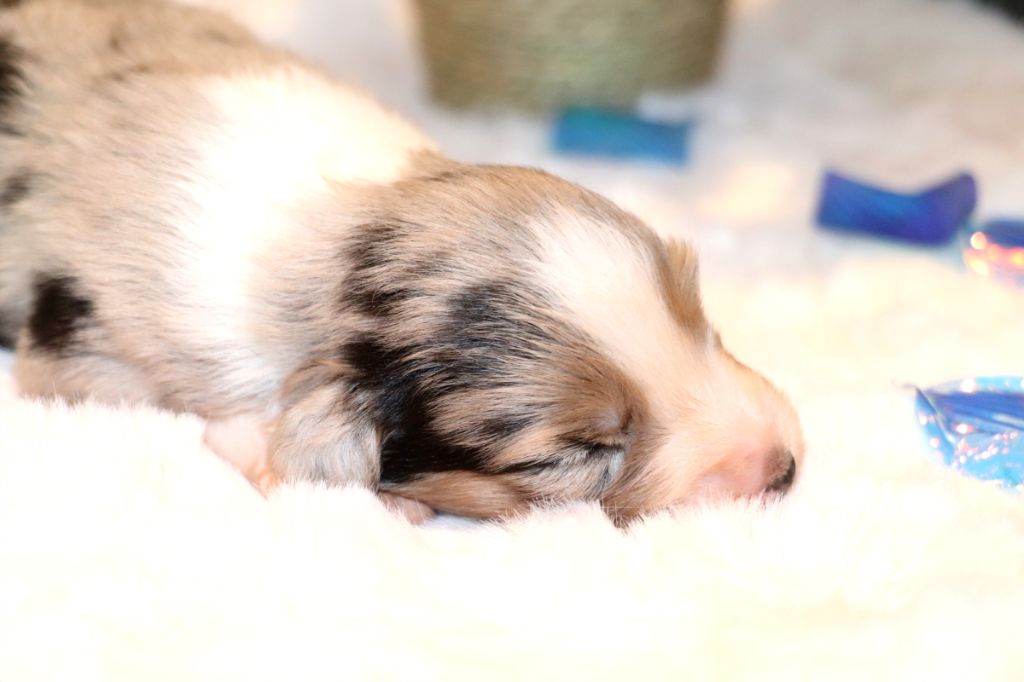 des crocs du vivarais - Chiots disponibles - Berger Américain Miniature 