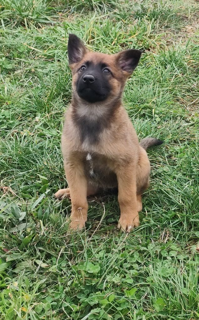 des crocs du vivarais - Chiots disponibles - Berger Belge