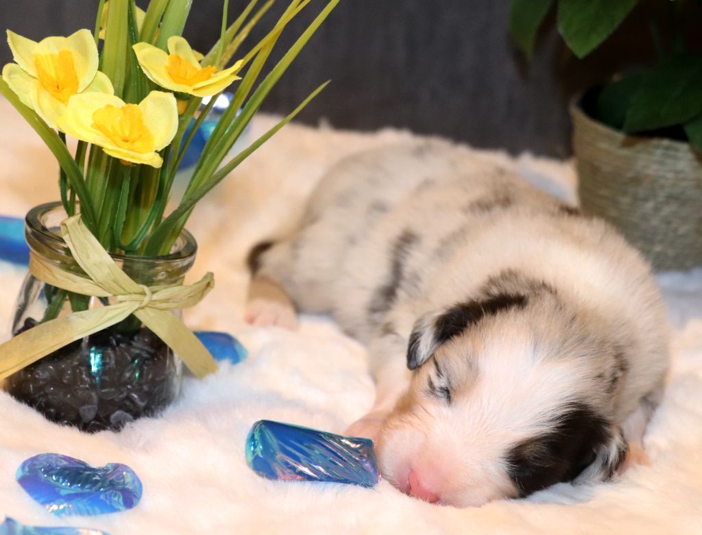 des crocs du vivarais - Chiots disponibles - Berger Américain Miniature 