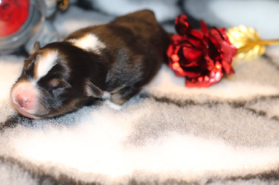 CHIOT
