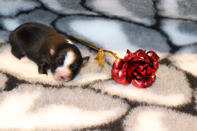 CHIOT