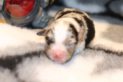 CHIOT