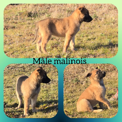 CHIOT 4