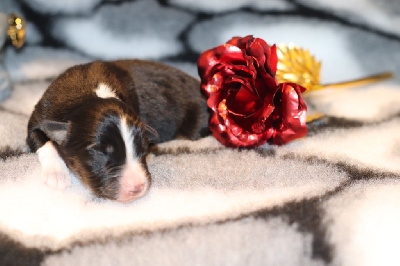 CHIOT