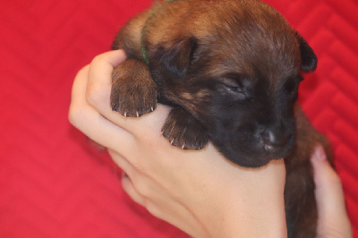 CHIOT