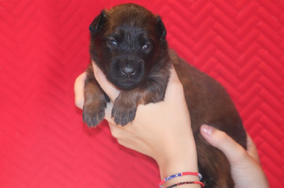 CHIOT