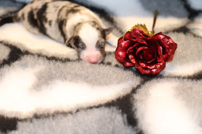 CHIOT