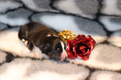 CHIOT
