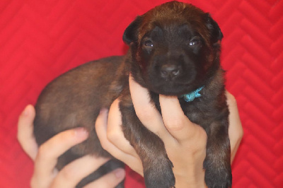 CHIOT