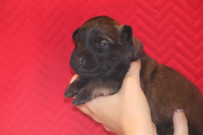 CHIOT