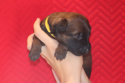 CHIOT
