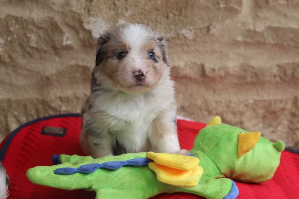 des crocs du vivarais - Chiots disponibles - Berger Américain Miniature 