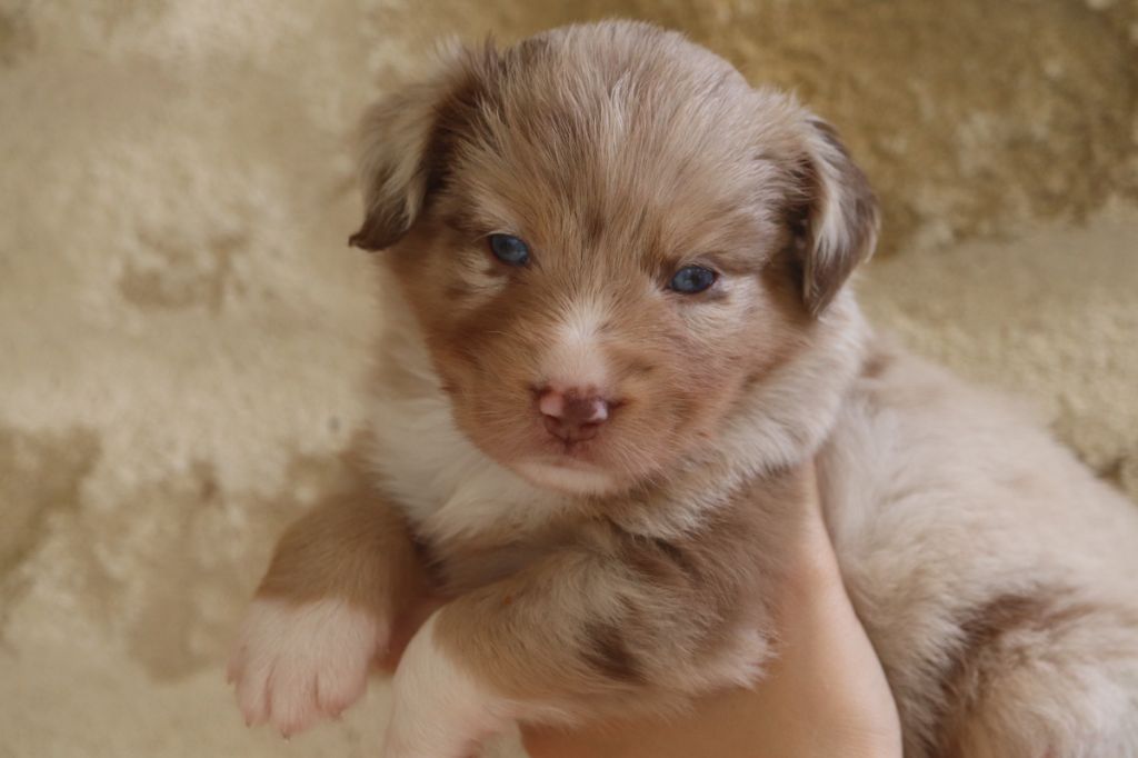 des crocs du vivarais - Chiots disponibles - Berger Américain Miniature 