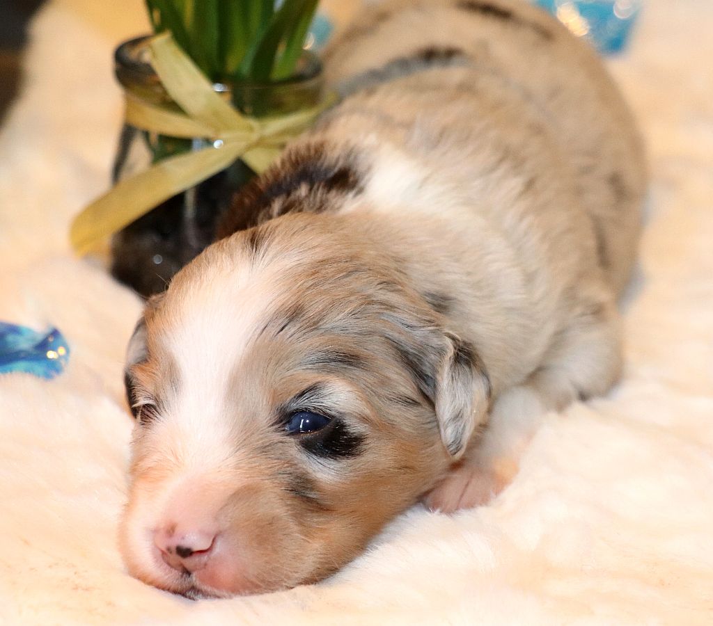 des crocs du vivarais - Chiots disponibles - Berger Américain Miniature 