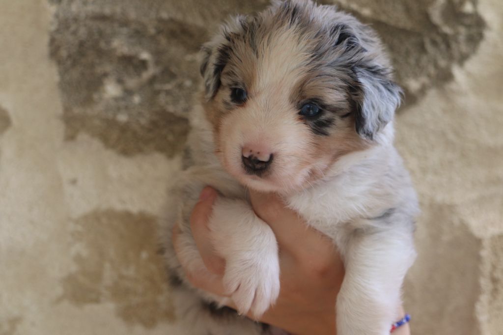des crocs du vivarais - Chiots disponibles - Berger Américain Miniature 