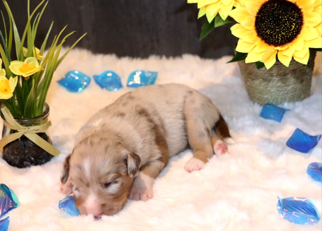 des crocs du vivarais - Chiots disponibles - Berger Américain Miniature 