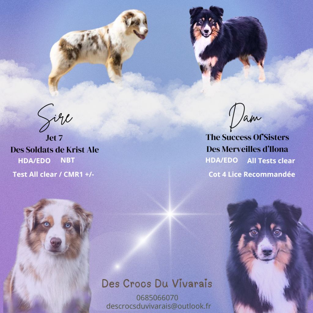 des crocs du vivarais - Berger Américain Miniature - Portée née le 26/02/2025