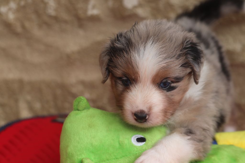 des crocs du vivarais - Chiots disponibles - Berger Américain Miniature 