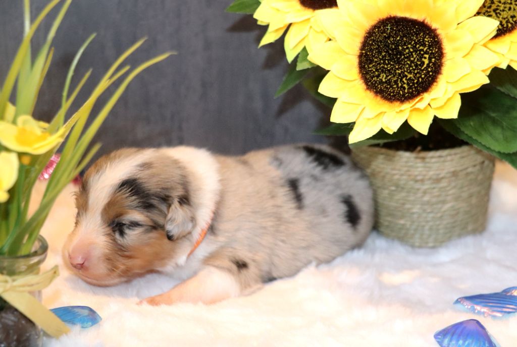 des crocs du vivarais - Chiots disponibles - Berger Américain Miniature 