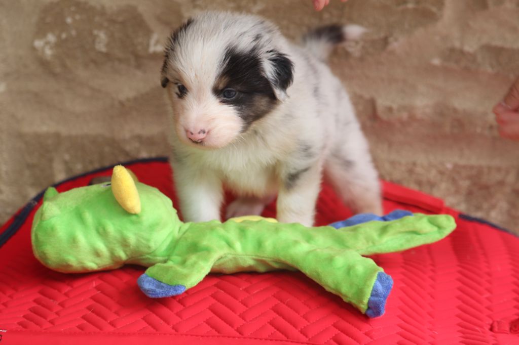 des crocs du vivarais - Chiots disponibles - Berger Américain Miniature 